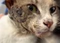 gatto strada randagio