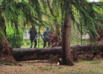 Abbattimento Albero