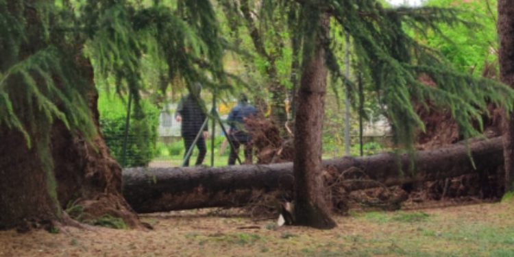 Abbattimento Albero