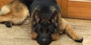 Cane