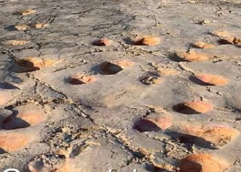 Cava Dinosauri Altamura