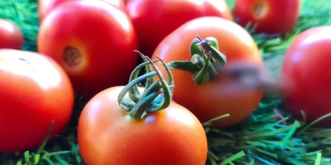 ‘ciliegino’ Siciliano E Salmonella, Cautela In Puglia: Stop Ai Pomodori Crudi In Scuole E Ospedali – Video