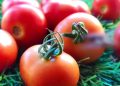 ‘ciliegino’ Siciliano E Salmonella, Cautela In Puglia: Stop Ai Pomodori Crudi In Scuole E Ospedali – Video