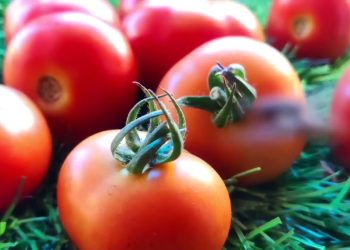 ‘ciliegino’ Siciliano E Salmonella, Cautela In Puglia: Stop Ai Pomodori Crudi In Scuole E Ospedali – Video