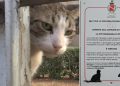 Gatti Molfetta