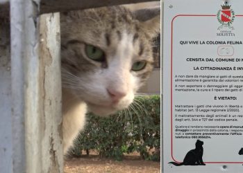 Gatti Molfetta