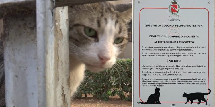 Gatti Molfetta