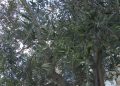 Puglia, La Nuova Legge Sull’olioturismo Rilancia I Frantoi Tra Degustazioni E Natura: “il Motore Del Territorio” – Video