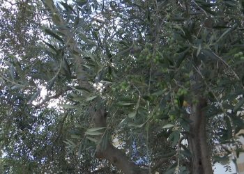 Puglia, La Nuova Legge Sull’olioturismo Rilancia I Frantoi Tra Degustazioni E Natura: “il Motore Del Territorio” – Video