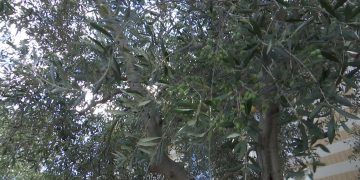Puglia, La Nuova Legge Sull’olioturismo Rilancia I Frantoi Tra Degustazioni E Natura: “il Motore Del Territorio” – Video