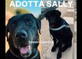 Sally